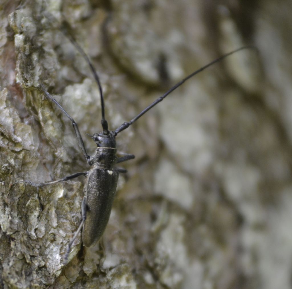 Monochamus sartor